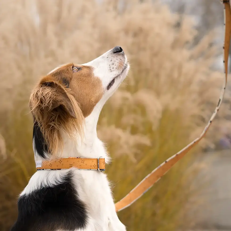 Halsband - Orbital Planets