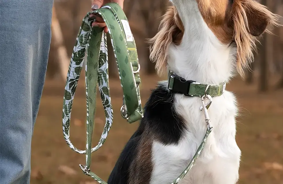Hund mit Halsband