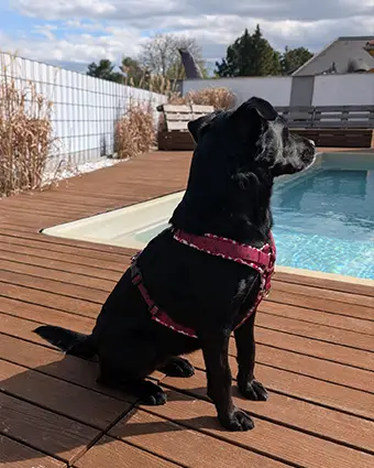 Mischlingshund namens Angy