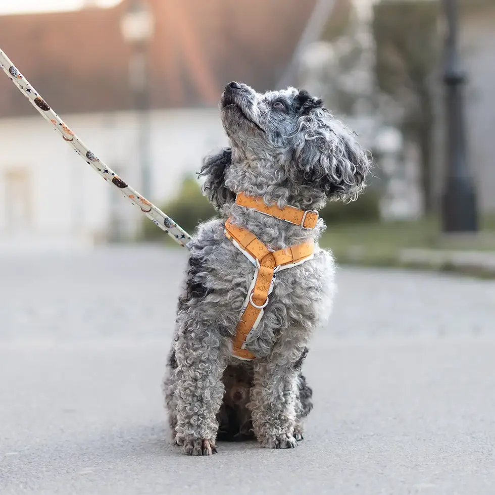 Halsband - Orbital Planets