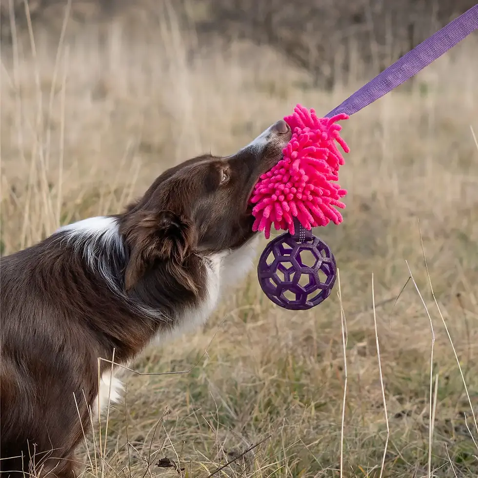 Bungee Spielzeug - Ball Purple-Pink