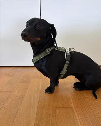 Zwergdackel named Hazel