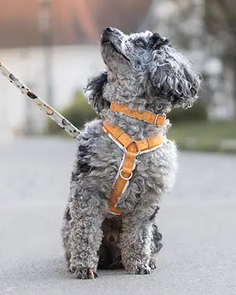 Zwergdackel namens Nox
