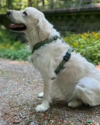 Golden Retriever mit Lolinq Geschirr