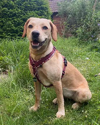 Labrador Mischling mit Lolinq Geschirr