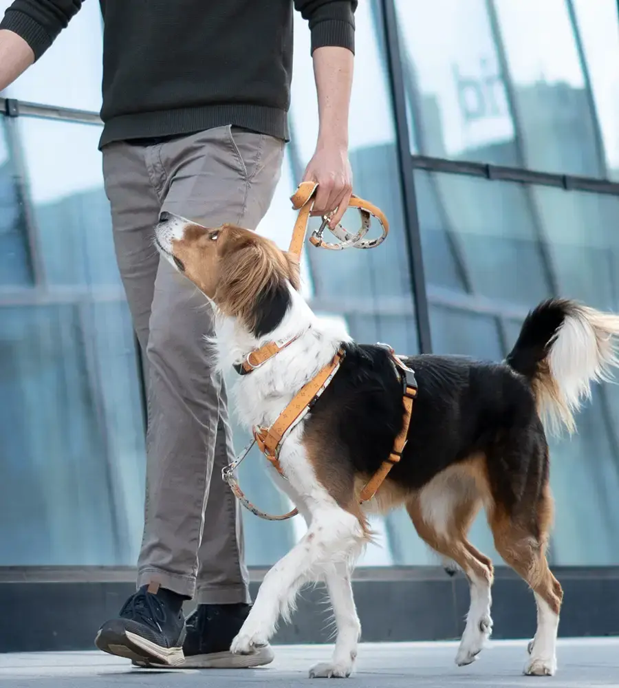 Lolinq The Originals Kollektion