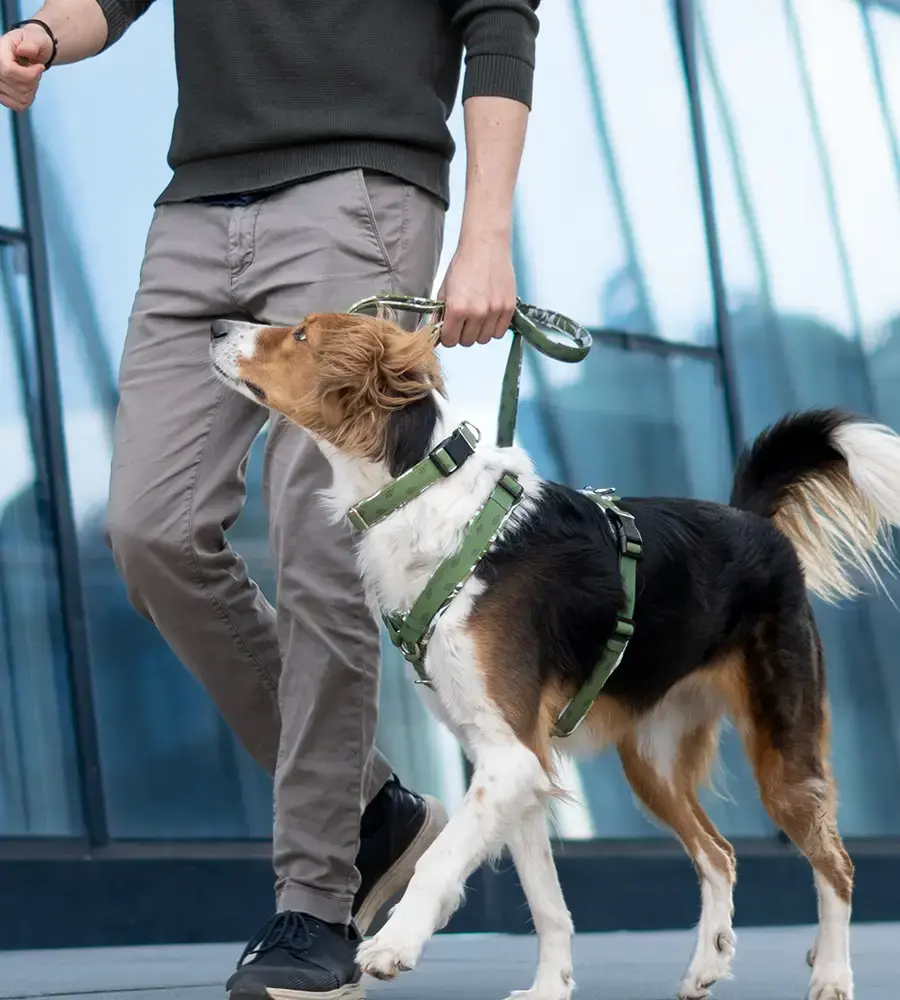 Hund mit Lolinq Hundezubehör
