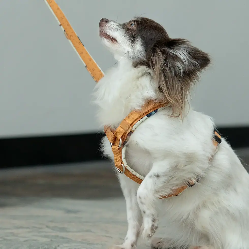 Brustgeschirr - Orbital Planets