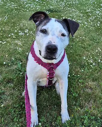 American Staffordshire namens Nana