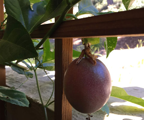 BAJA PERU PASSION FRUIT.jpg