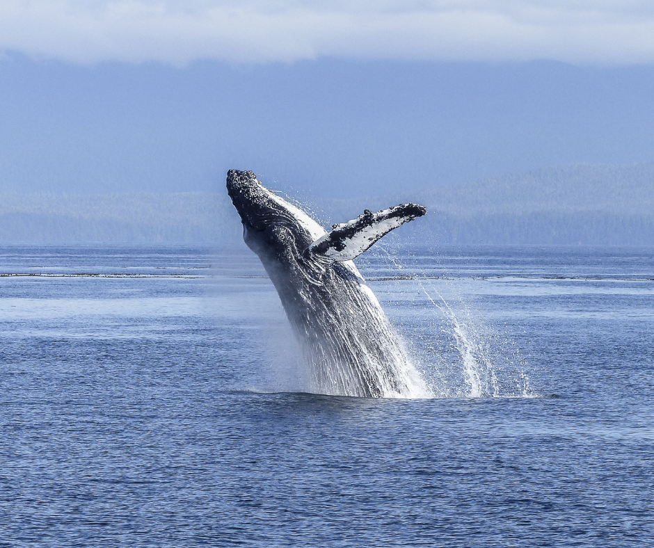Breaching Whale