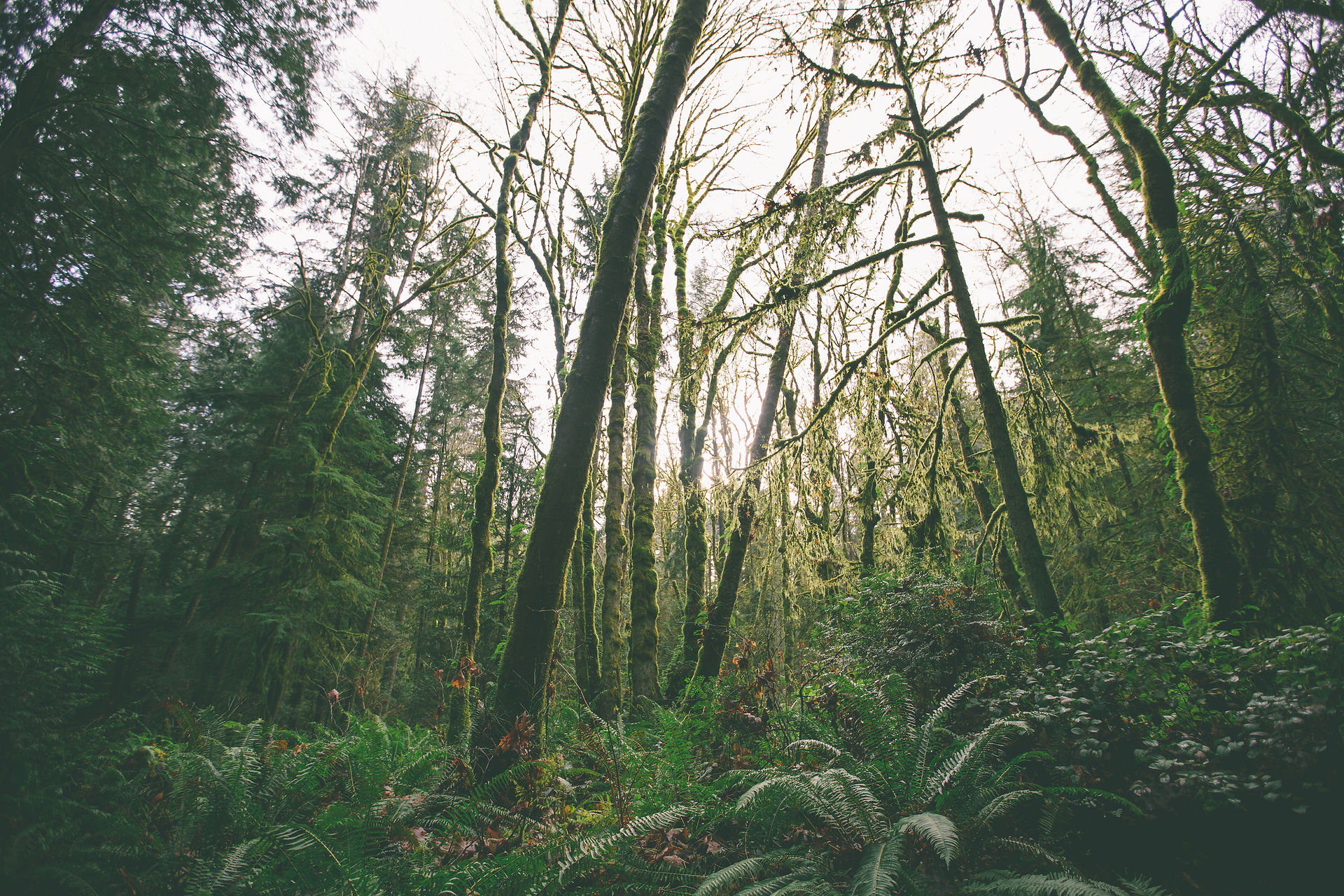 Woods