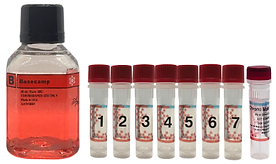 SfN2024 Flyer Kieu (1).png