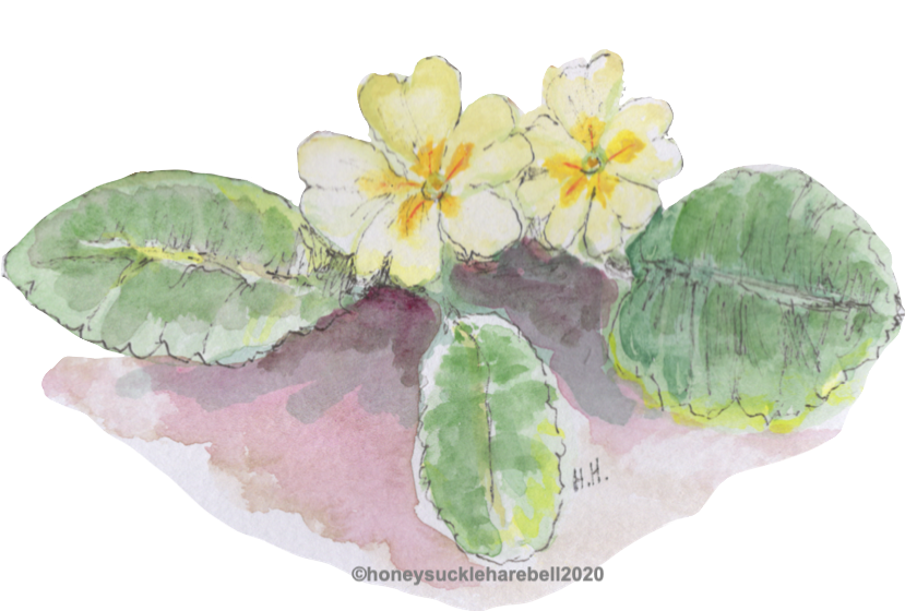 Primroses