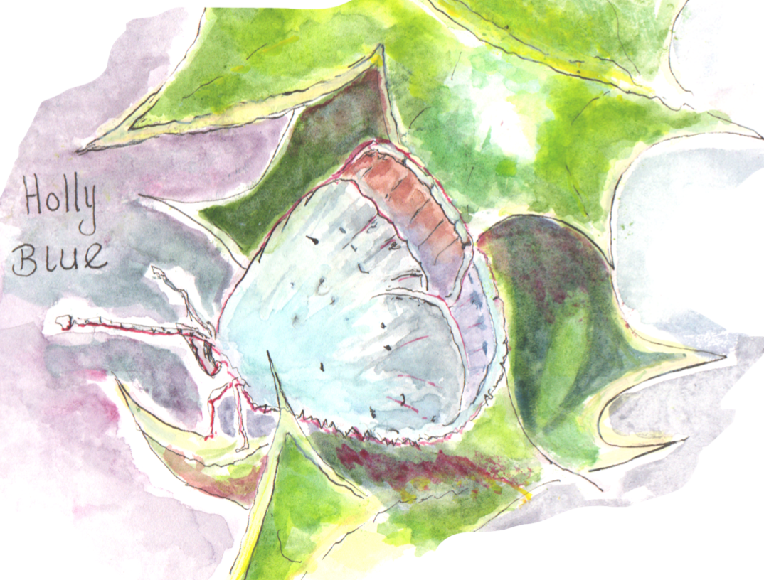 Holly Blue Butterfly