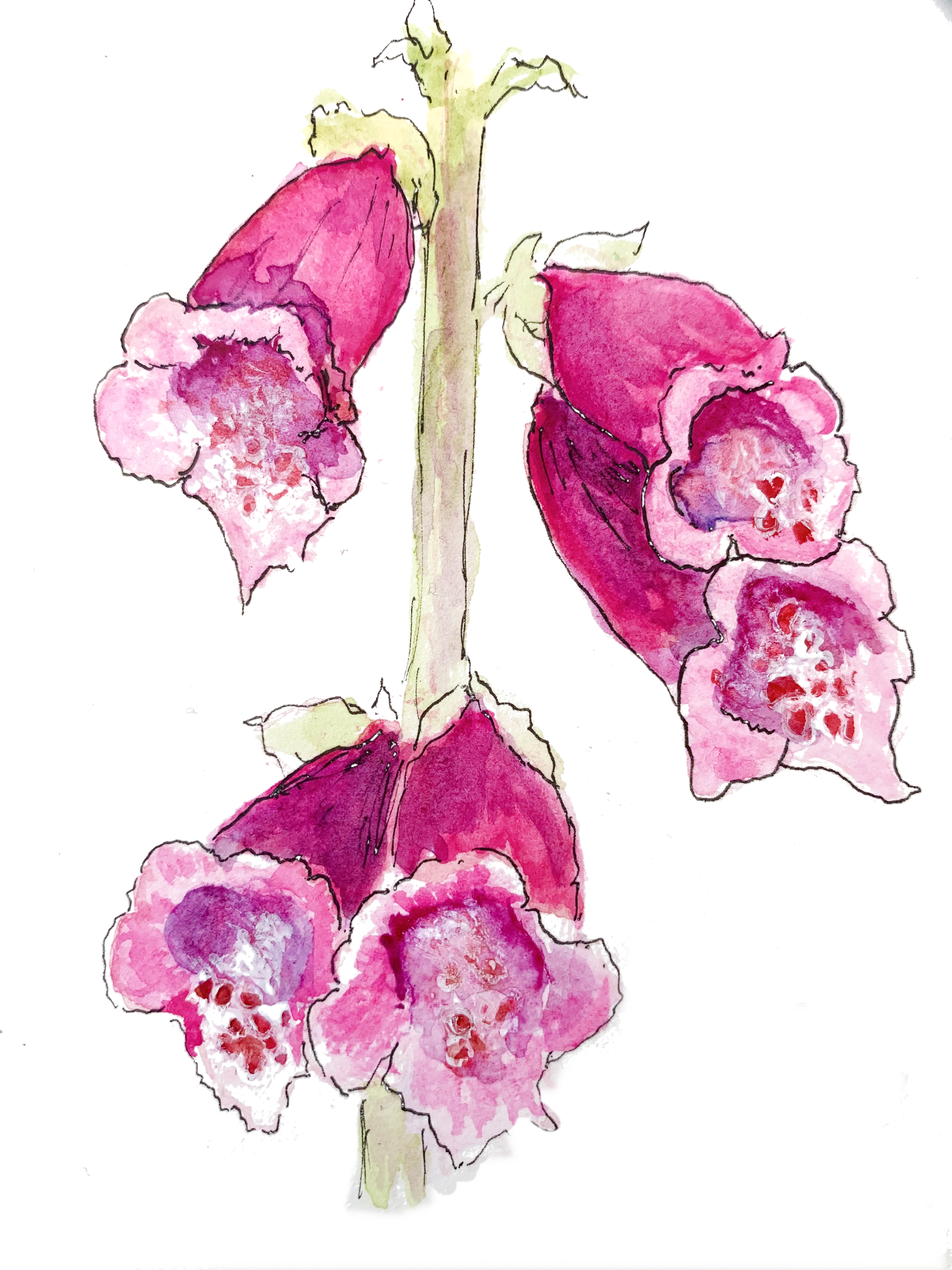 Foxgloves