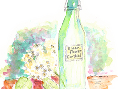 Watercolour illustration of glass bottle labelled Elderflower Cordial