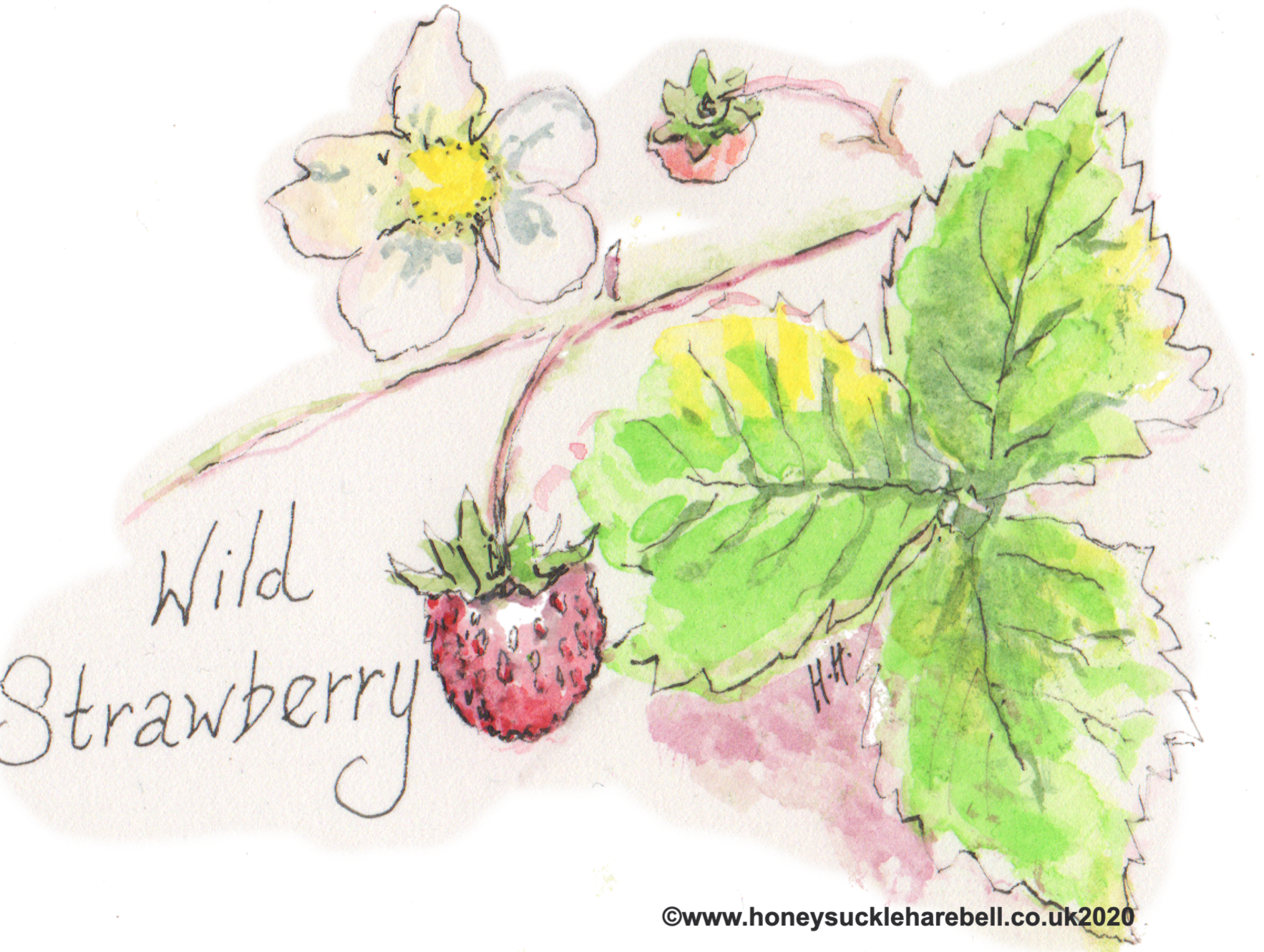Wild Strawberry
