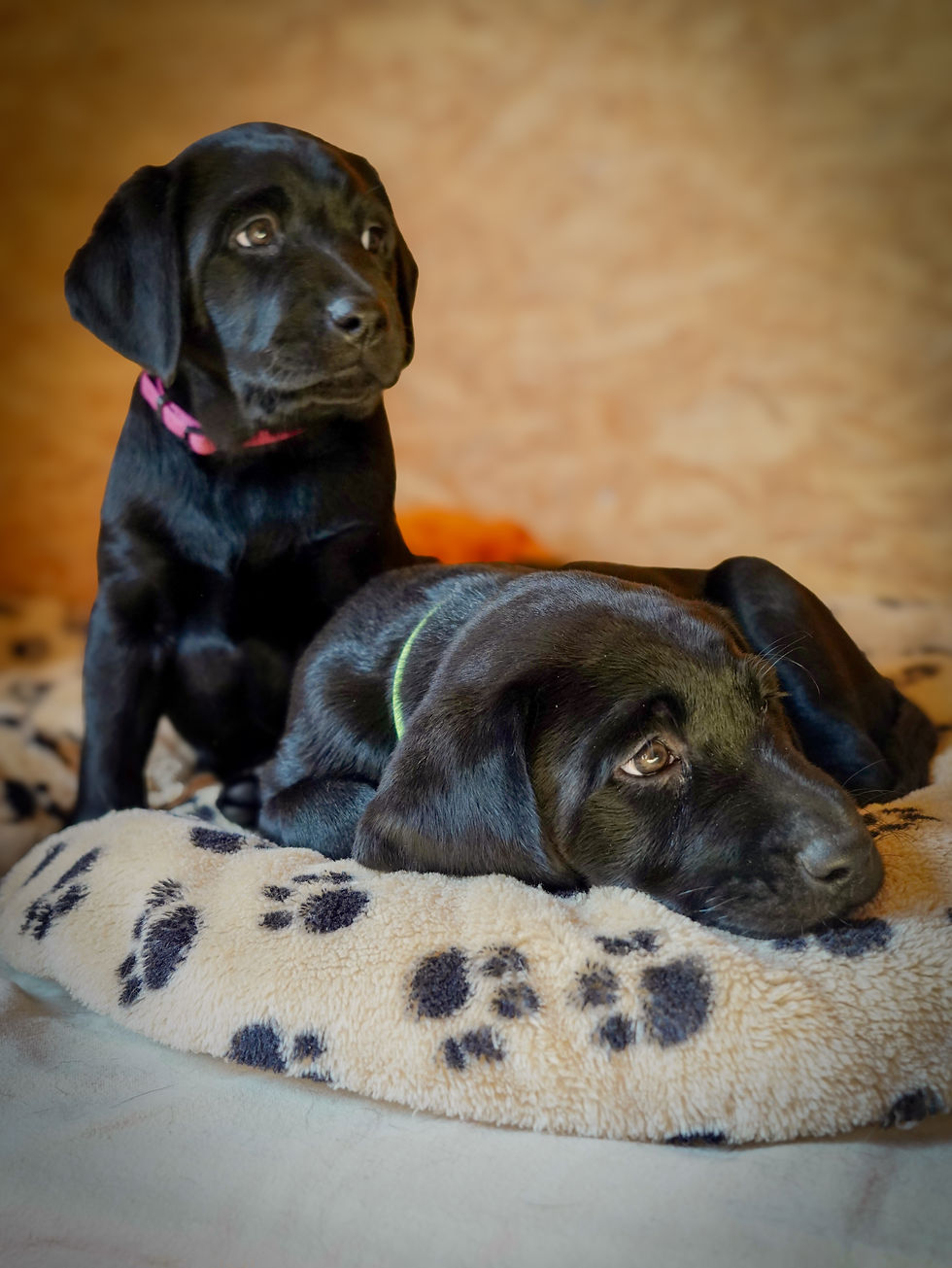 MyloPuppies