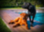 Mylo & Amali