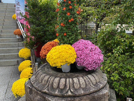 亀戸天神「菊まつり」開幕！