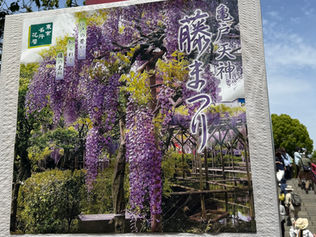 思わず足を止める美しさ…亀戸天神の藤まつりが今年も見頃!