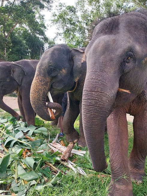 The Lake Phuket Elephant Home 001_edited.jpg
