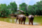 The-Lake-Phuket-Elephant-Home-ethical-web.jpg