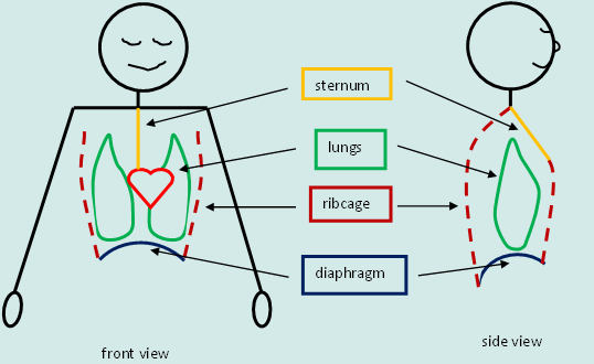 breathingimage3.gif