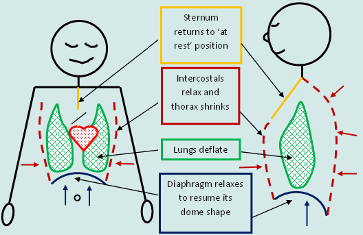 breathingimage10.gif