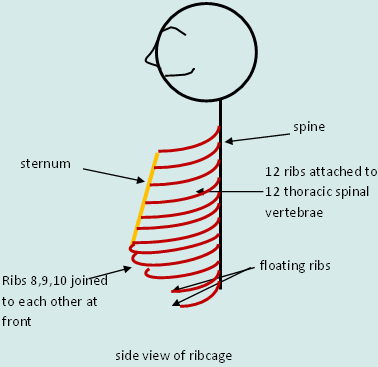breathingimage4.gif