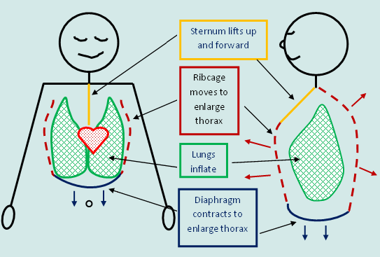 breathingimage7.gif