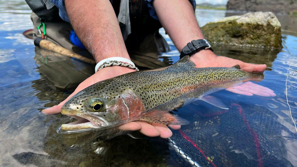Fly fisherman holding a rainbow trout in clear river water, blue sky and rock in background. The fish is colorful with a speckled pattern.