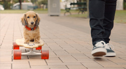 Petbarn