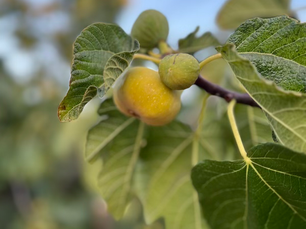 The Abundant Fig: A Gift of Autumn