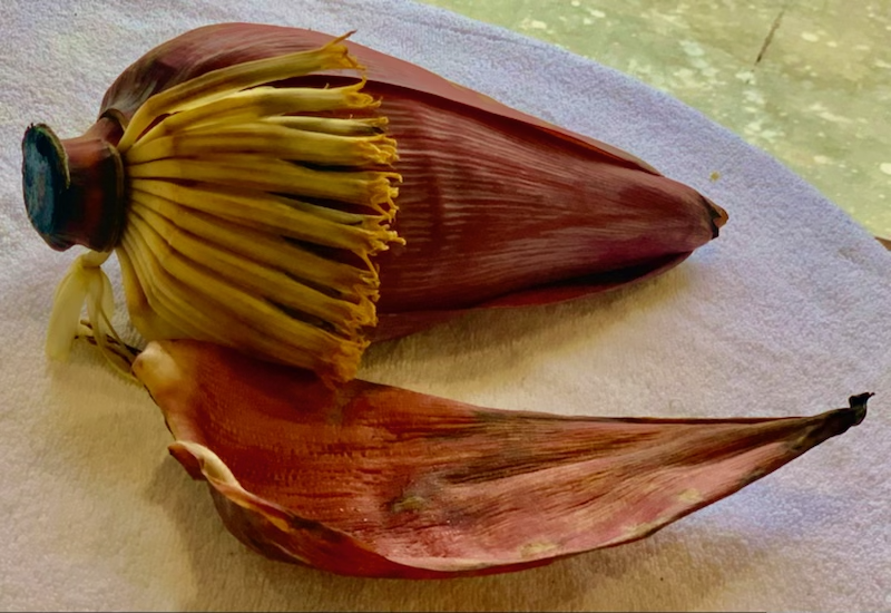 Mochaa, up close, with a petal opened up to reveal flower stalks inside