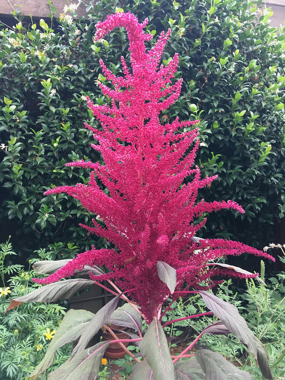 Red Wild Amaranth