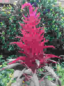 Red Wild Amaranth