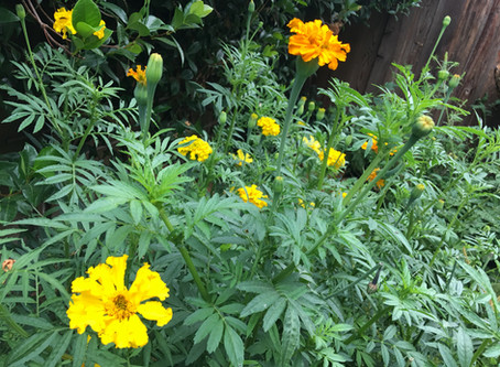The Garden that became a Forest