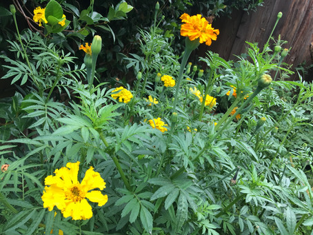 The Garden that became a Forest
