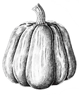 Pumpa.png
