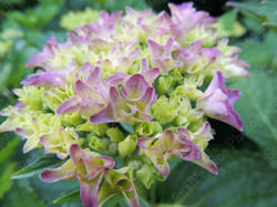 2017 - Brides Nebula