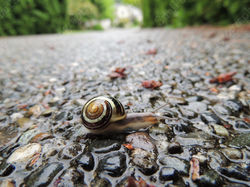 2017 - Nature's Rush Hour