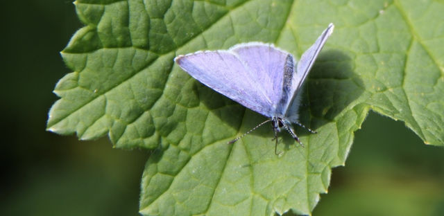 Blue Sunday