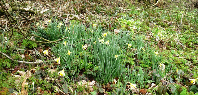 Forest Clump