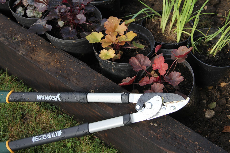 Anvil loppers in the Grumpy Garden