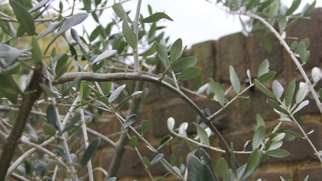 Olive and Let Die