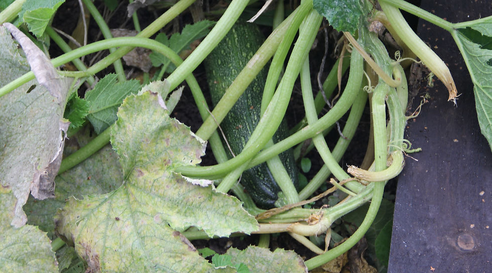 Courgette.JPG