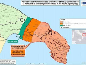 Emergenza Xylella, l'Europa bacchetta l'Italia