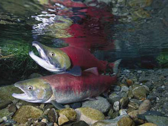 Salmone  transgenico autorizzato negli USA